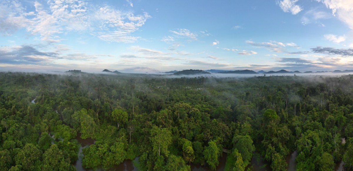 Bumitama’s disciplined approach turns sustainability into shareholder value